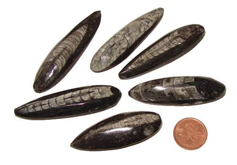 orthoceras meaning